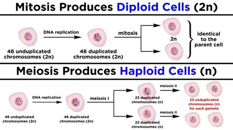 How Meiosis Occurs In Germ Cells And Human Life Cycle Biotechfront