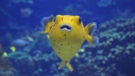 Freshwater Puffer Fish Poisonous - Ape Aquarium Fish