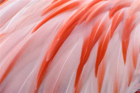 Best Flamingo Feathers Stock Photos, Pictures & Royalty-Free Images ...