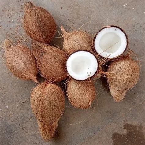 A Grade Pollachi Semi Husked Coconut Packaging Size Kg Coconut