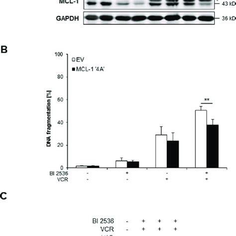 Bi Vcr Mediated Downregulation Of Mcl Contributes To Apoptosis