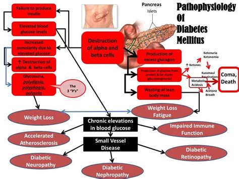 PPT - Destruction of alpha and beta cells PowerPoint Presentation, free download - ID:1713454