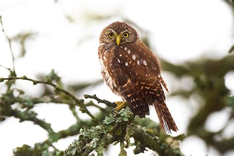 B Ho Pigmeo Ferruginoso Glaucidium Brasilianum Bosque De Calden