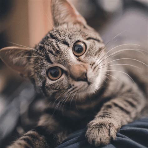 NEW: AeroKat instructional video - BreathEazy