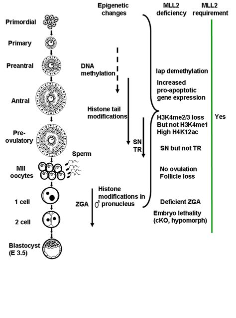 Summary Of Mll2 Function During Gametogenesis And Early Download Scientific Diagram