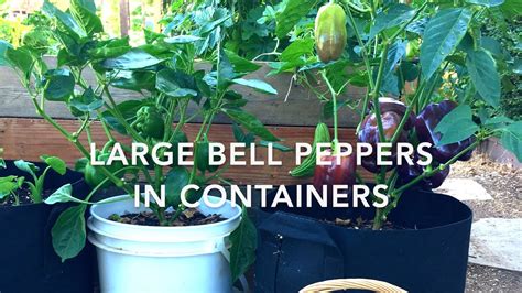 Growing Bell Peppers In Containers Planting To Harvest Magtanim Ng Bell Pepper Sa Container