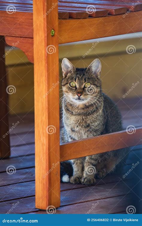 Cat Hiding Behind A Chair Stock Photo Image Of Feline 256406832