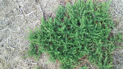 Saltbush city limitless | Yarnauwi Farm