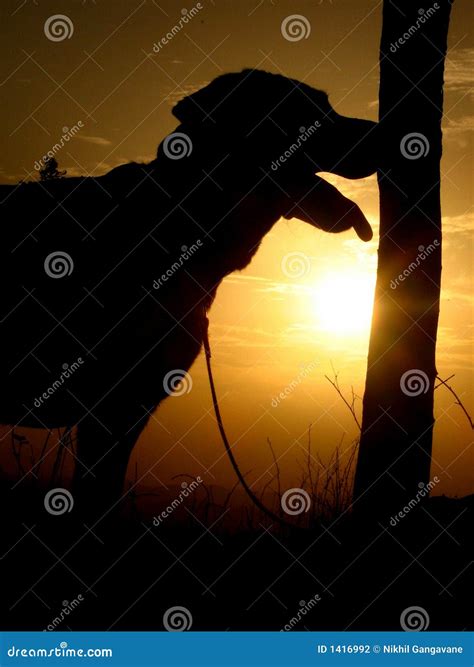 Sunset Dog stock photo. Image of mammal, colour, dawn - 1416992