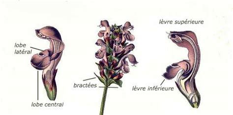 Brunelle commune informations Fleurs sauvage du Québec