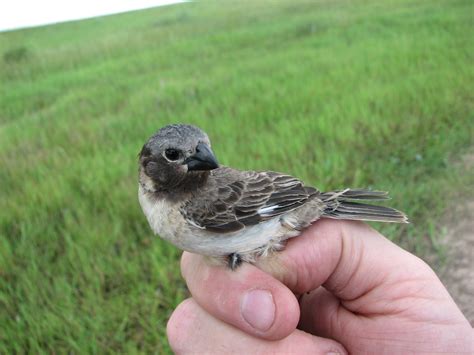 Por Qué Un Pájaro De Los Esteros Del Iberá Despertó La Atención De La Ciencia Mundial Infobae