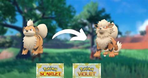 Pokemon Scarlet And Violet How To Get Arcanine How To Evolve Growlithe