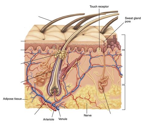 integumentary system diagram Diagram | Quizlet