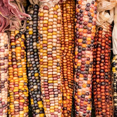 Anasazi Food Corn