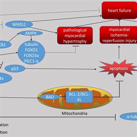 The Figure Shows That Sirt As A Deacetylase Has A Role On A Variety Of