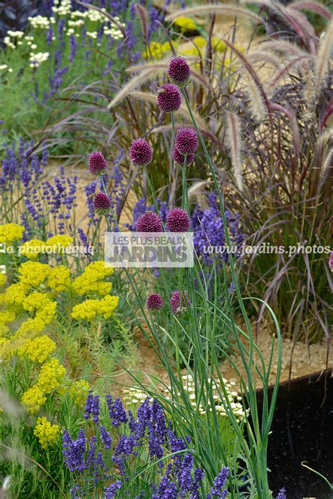 La Phototh Que Les Plus Beaux Jardins Association Euphorbia