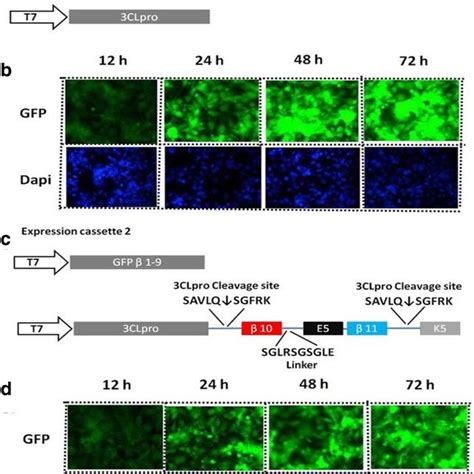 Gfp Signal Intensities Of The Expression Cassette One And Two Of