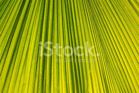 Palm Leaf Background. Stock Photo | Royalty-Free | FreeImages