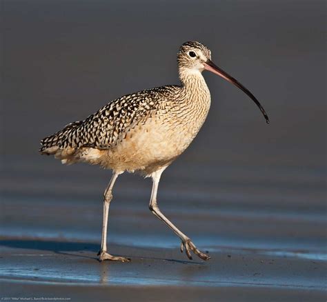 Long-billed Curlew - eBirdr