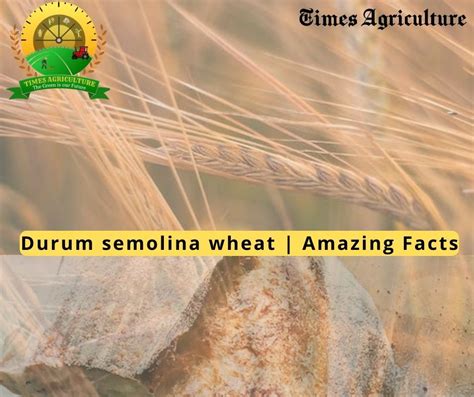 What Is Durum Semolina Wheat Amazing Facts Times Agriculture