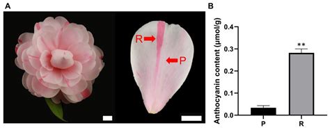 Forests Free Full Text Transcriptome Analysis Reveals The Molecular