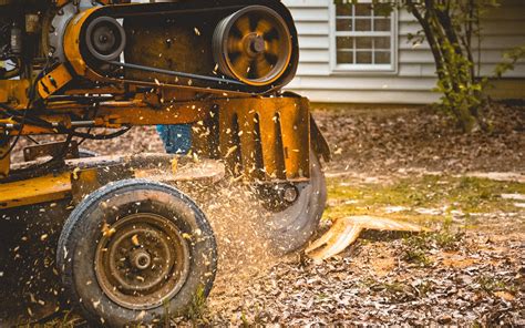 How To Remove Tree Roots From Lawn Steps By Steps Houston Heights