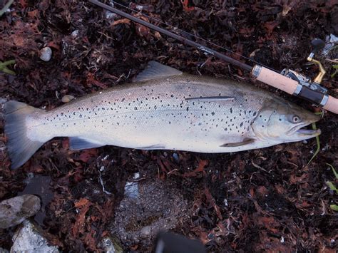 Fiskedagbog Dk 2020 10 25 Fulton Og Alle Hans Fisk