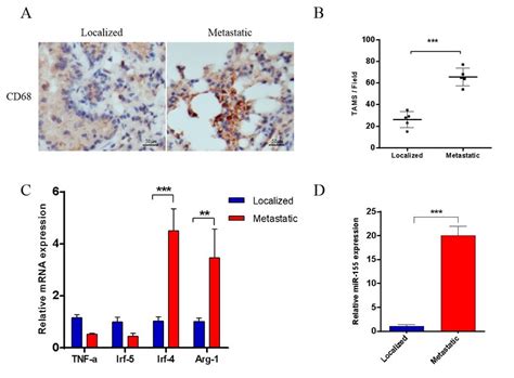 M Tams Are Abundant In Metastatic Tissues Of Nsclc Patients A B