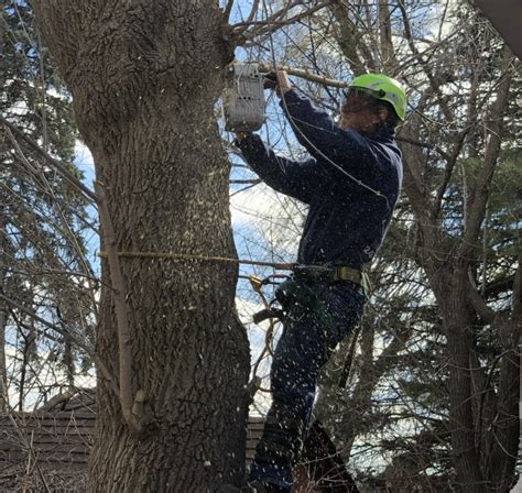 Local Tree Services | Oakland County, MI | Majestic Tree Co