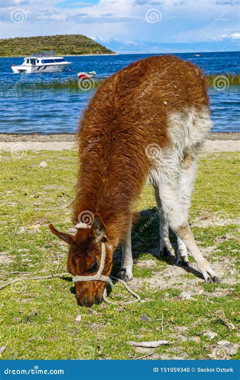 Llamas In A Field Of Salar De Uyuni In Bolivia Stock Photo Image Of