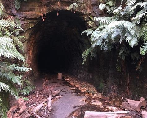 Glow Worm Tunnel Walking Track In Wollemi Np