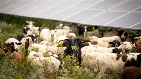 Shepherding The Sun Grazing Sheep Under Solar Arrays Cornell Small Farms