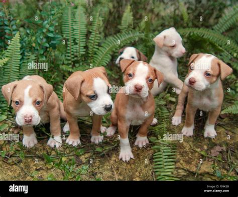 Week Old Pitbull Puppy