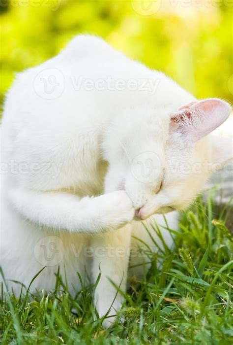 Cute white cat 21152041 Stock Photo at Vecteezy