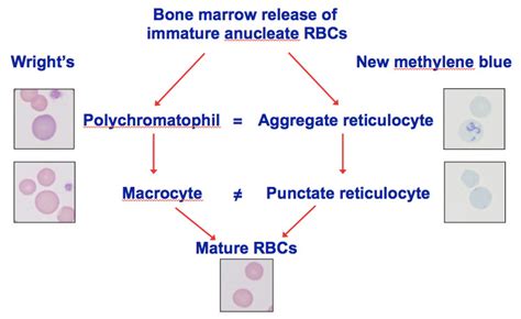 Polychromatophils versus reticulocytes | eClinpath