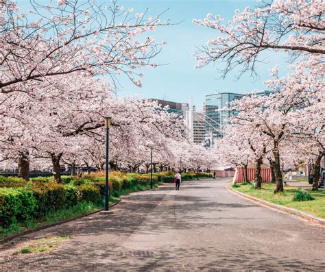 Khám phá vẻ đẹp rực rỡ của lễ hội hoa anh đào tại Tokyo và Kyoto