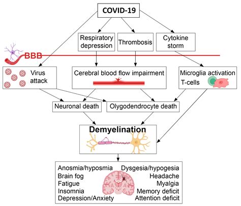 IJMS Free Full Text Role Of Demyelination In The Persistence Of