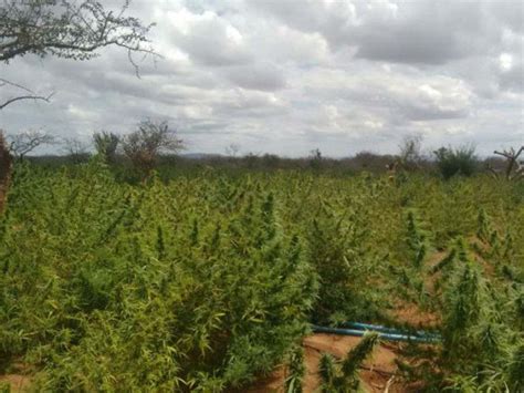 Cerca de 186 mil pés de maconha são incinerados durante operação no