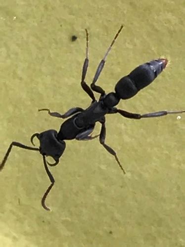 Ant Species Of The Hawaiian Islands · Inaturalist