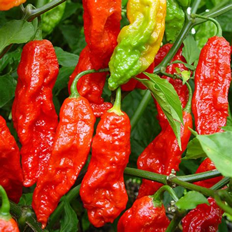 Bhut Jolokia Ají Fantasma Fresco En Colombia Mundo Scoville