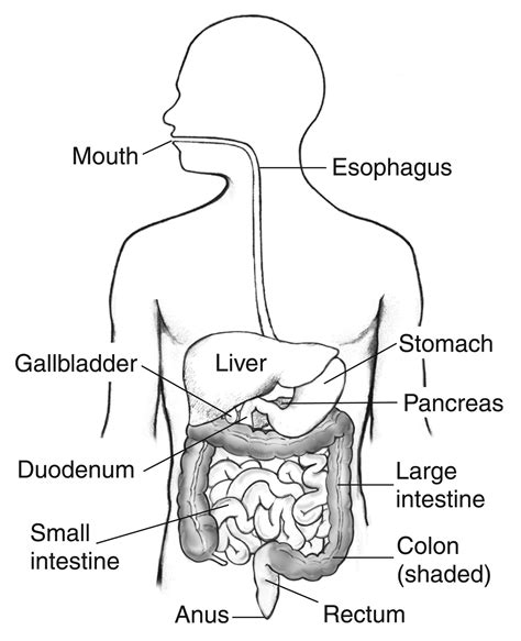 Draw A Diagram Of Human Digestive System Draw The Picture Of