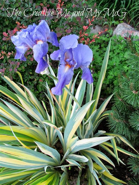 Pin On Iris And Lupines