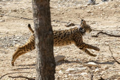 Programa de reintroducción del lince en Murcia se completa con suelta