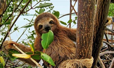 The Many Different Types Of Sloths Mudfooted