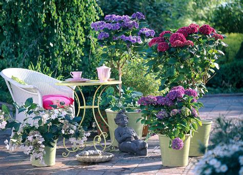 Hydrangea Hortensien Bild Kaufen Gartenbildagentur