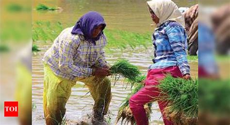 Gujarat Rain Salvages Cotton Groundnut Crops Ahmedabad News Times