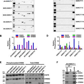 erbb pathway genes  altered  expression  ewsr wt  regulates