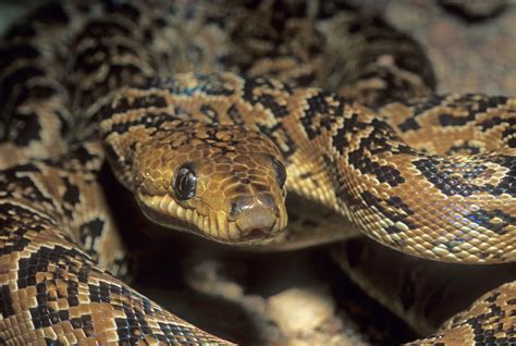 Chilabothrus Angulifer West Indian Boas