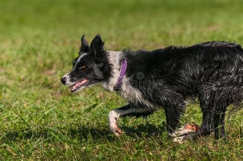 Sheep dog trials stock image. Image of competition, trial - 1647463