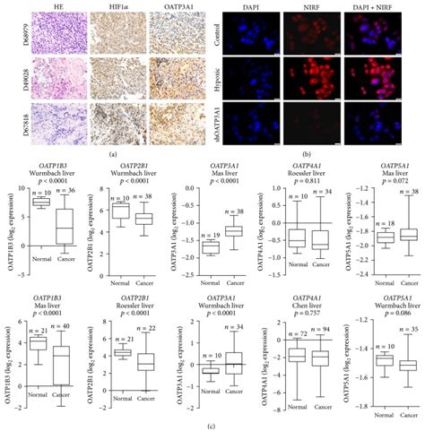 Human Hcc Hep B Cell Line Atcc Bioz